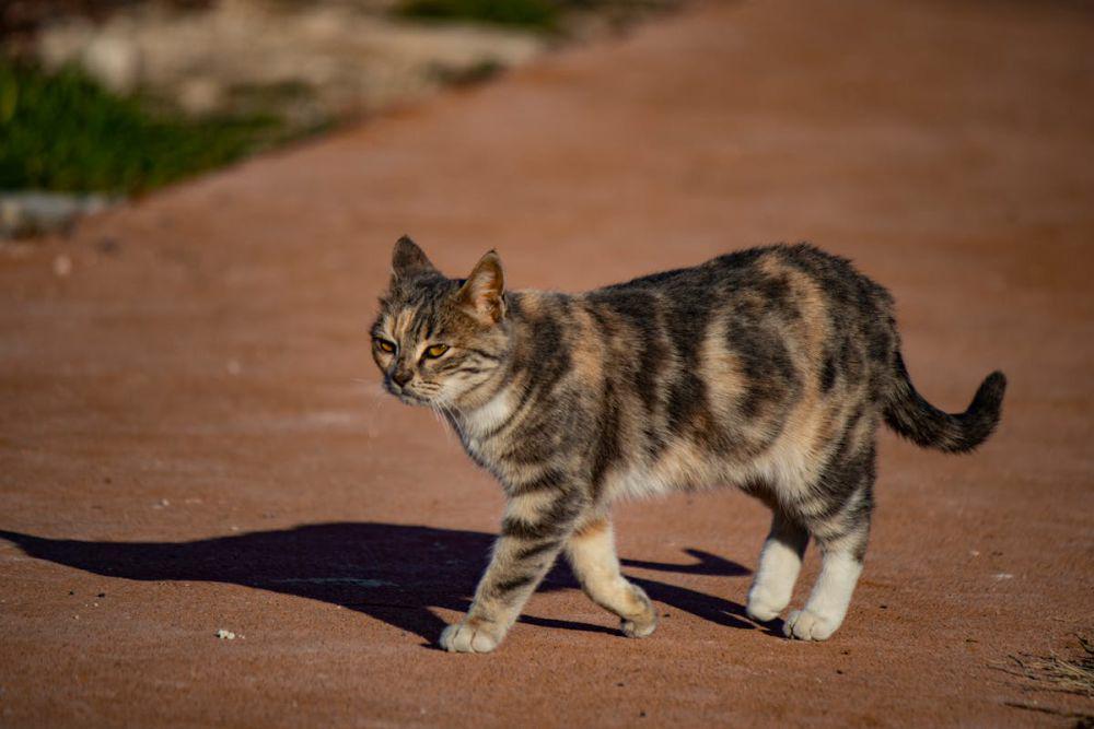Kenapa Kucing Bisa Menemukan Jalan Pulang meski Jauh? Ini Alasannya