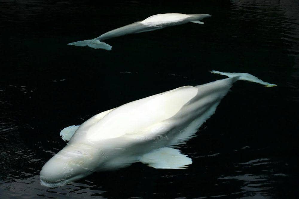 ilustrasi paus beluga (pexels.com/Jeffry S.S)