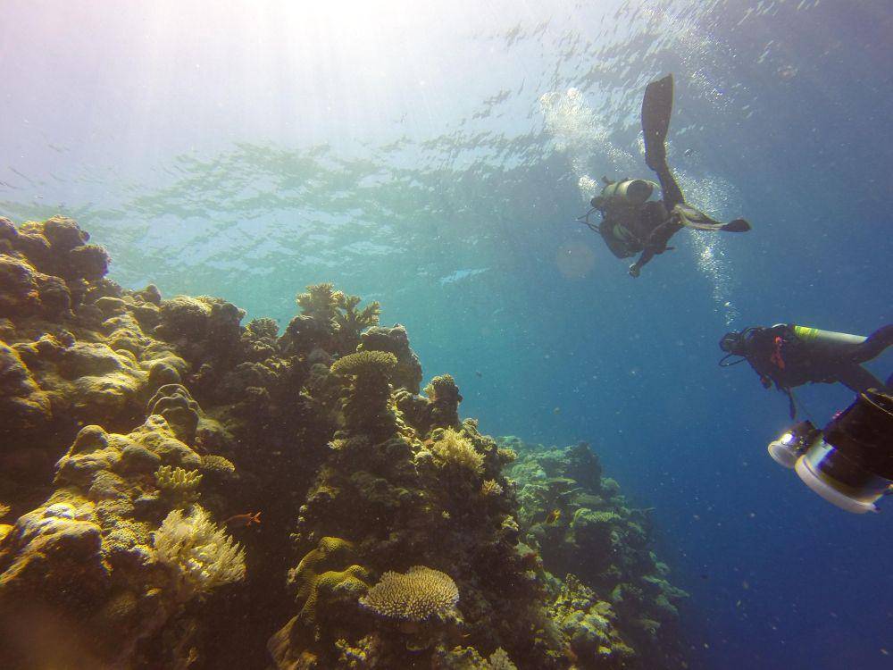 ilustrasi kehidupan di sekitar gunung laut (pixabay.com/Arhnue Tan)