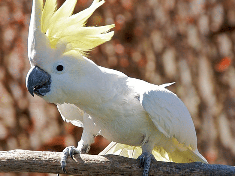 ilustrasi kakaktua (commons.wikimedia.org/Snowmanradio)
