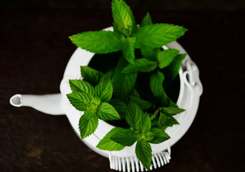 5 Manfaat Memiliki Tanaman di Dalam Rumah untuk Kesehatan