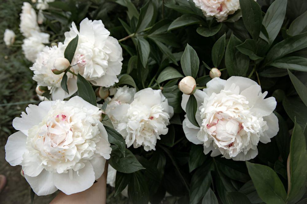 ilustrasi peony (freepik.com/pvproductions)