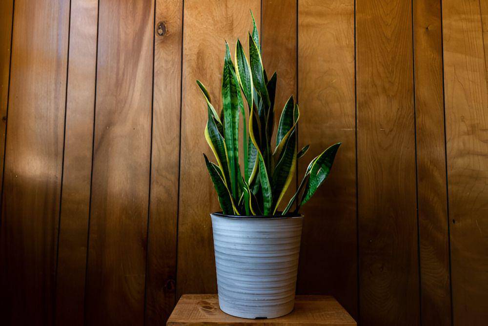 ilustrasi Sansevieria (freepik.com/wirestock)
