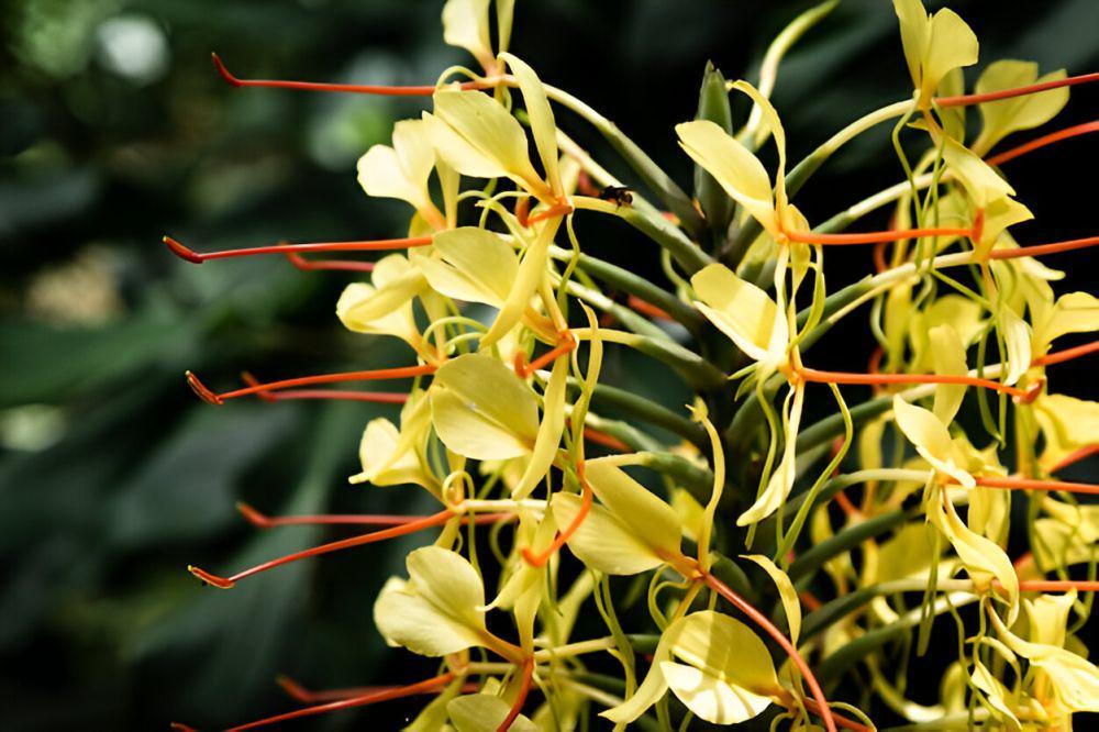 ilustrasi ylang-ylang (freepik.com/freepik)