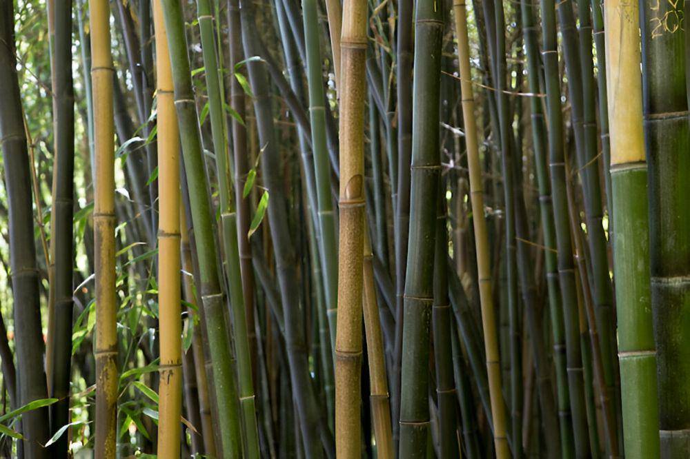 ilustrasi bambu (freepik.com/freepik)