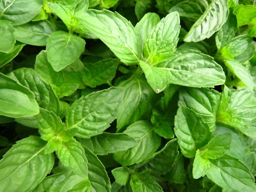 ilustrasi basil (freepik.com/wirestock)