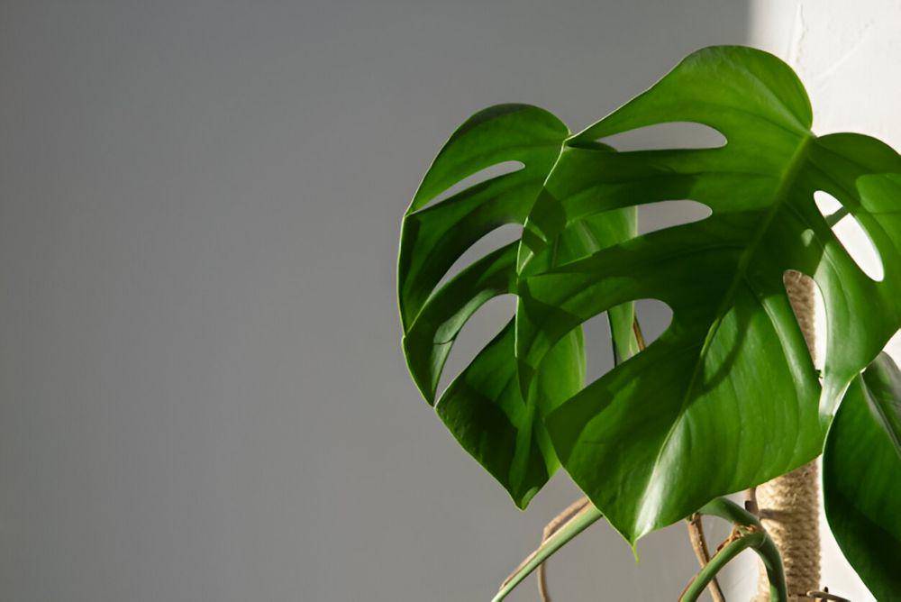 ilustrasi Philodendron (freepik.com/freepik)