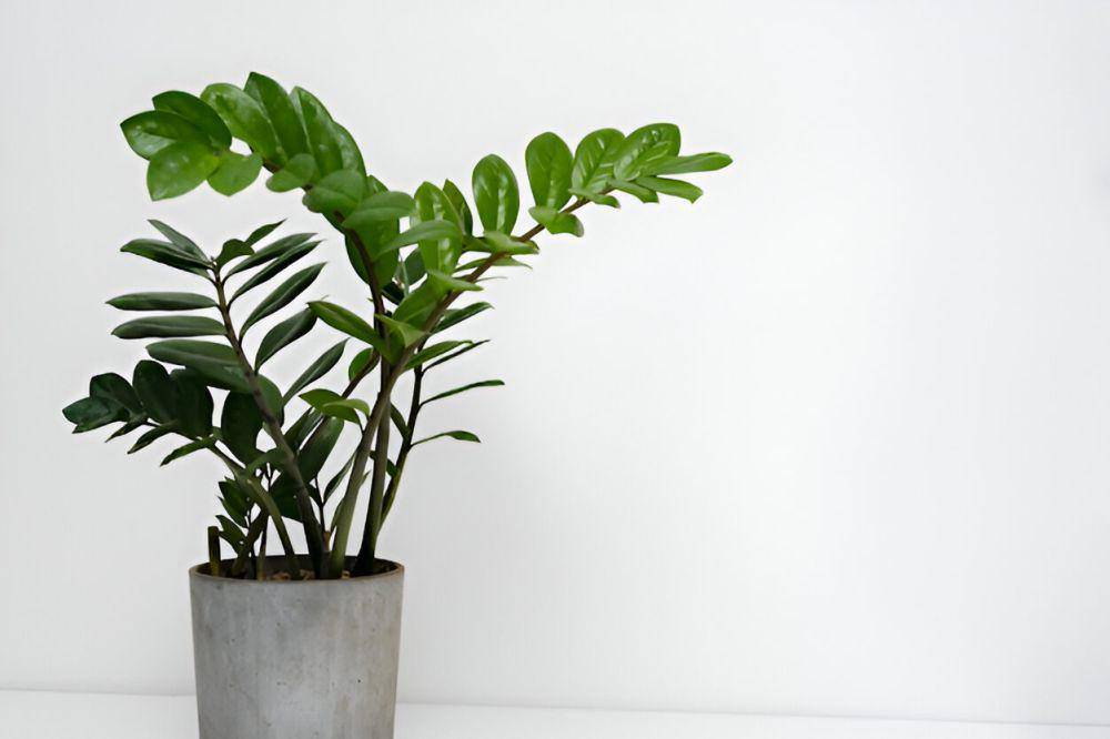 ilustrasi ZZ plant (freepik.com/freepik)