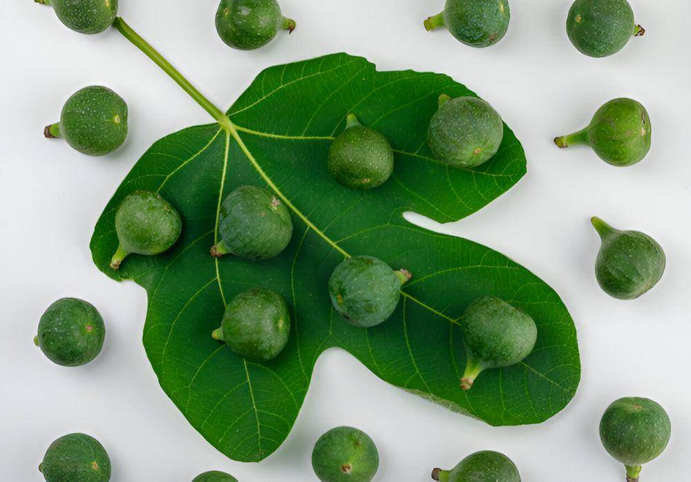 ilustrasi fig leaf (freepik.com/8photo)