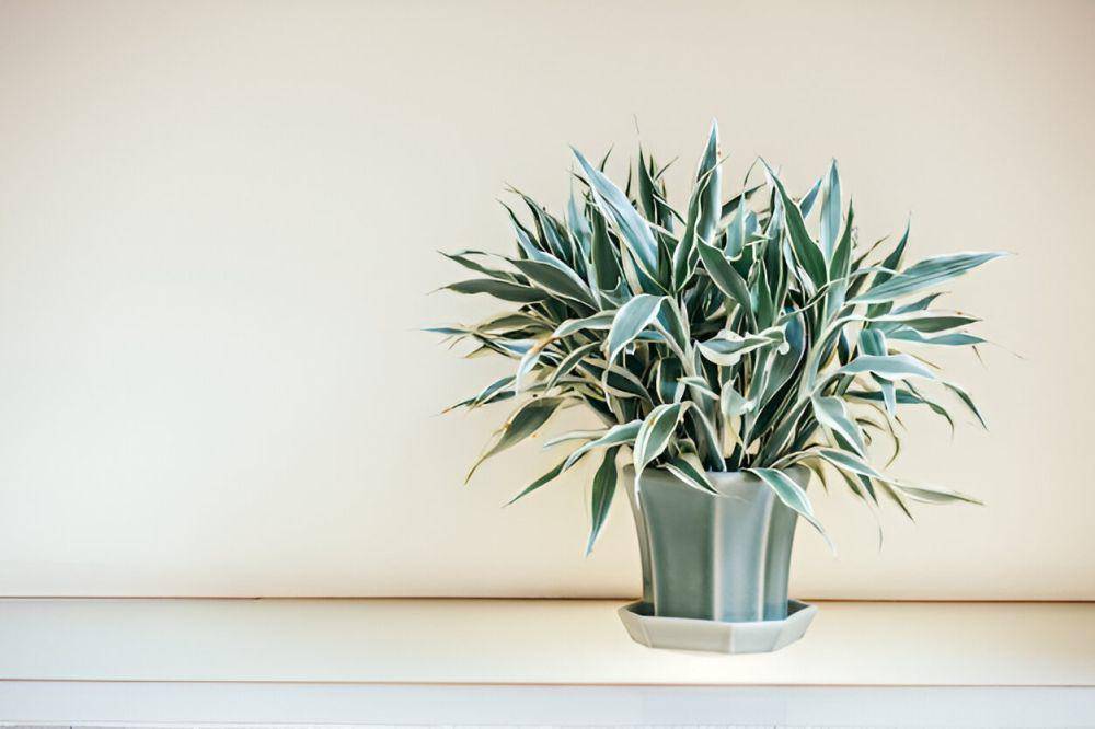 ilustrasi Dracaena (freepik.com/lifeforstock)