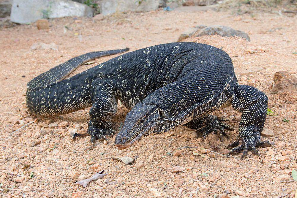Biawak air (commons.wikimedia.org/Carlos Delgado)
