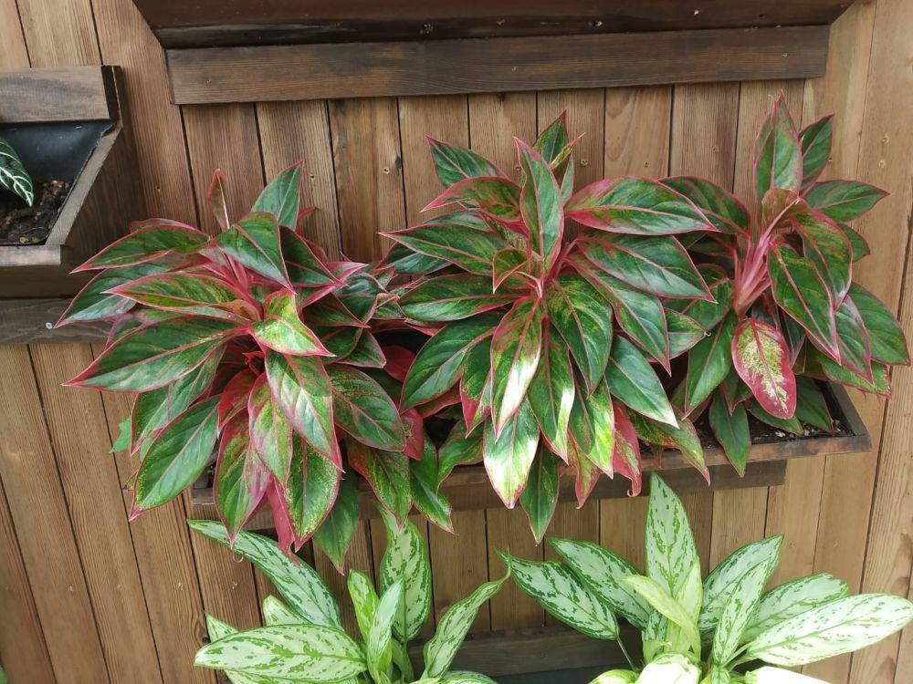 ilustrasi tanaman aglaonema (commons.wikimedia/Satirdan Kahraman)