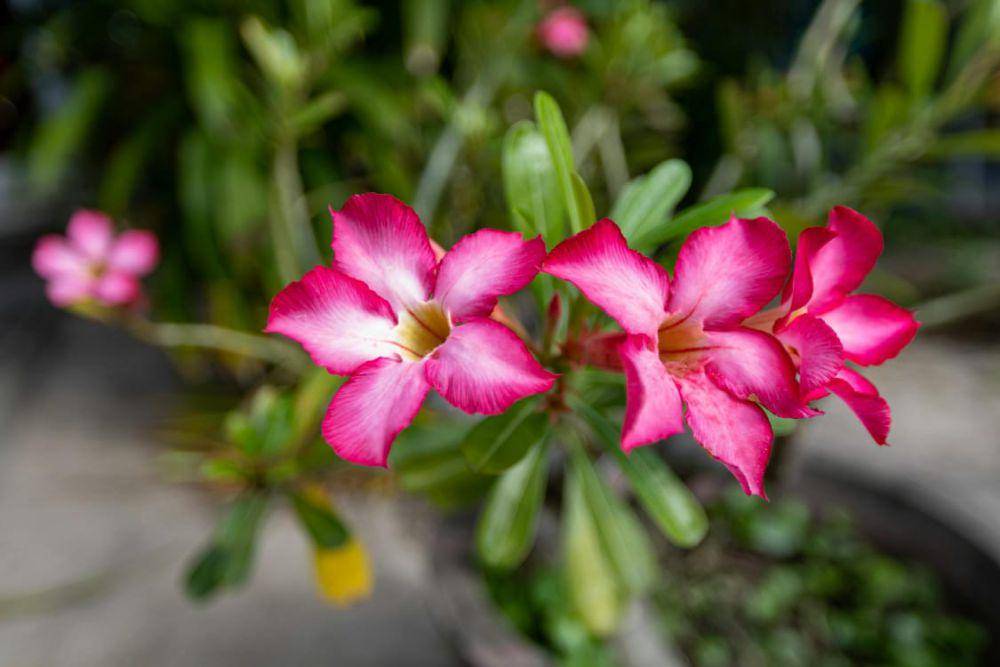 ilustrasu tanaman adenium (commons.wikimedia/Serg Alesenko)