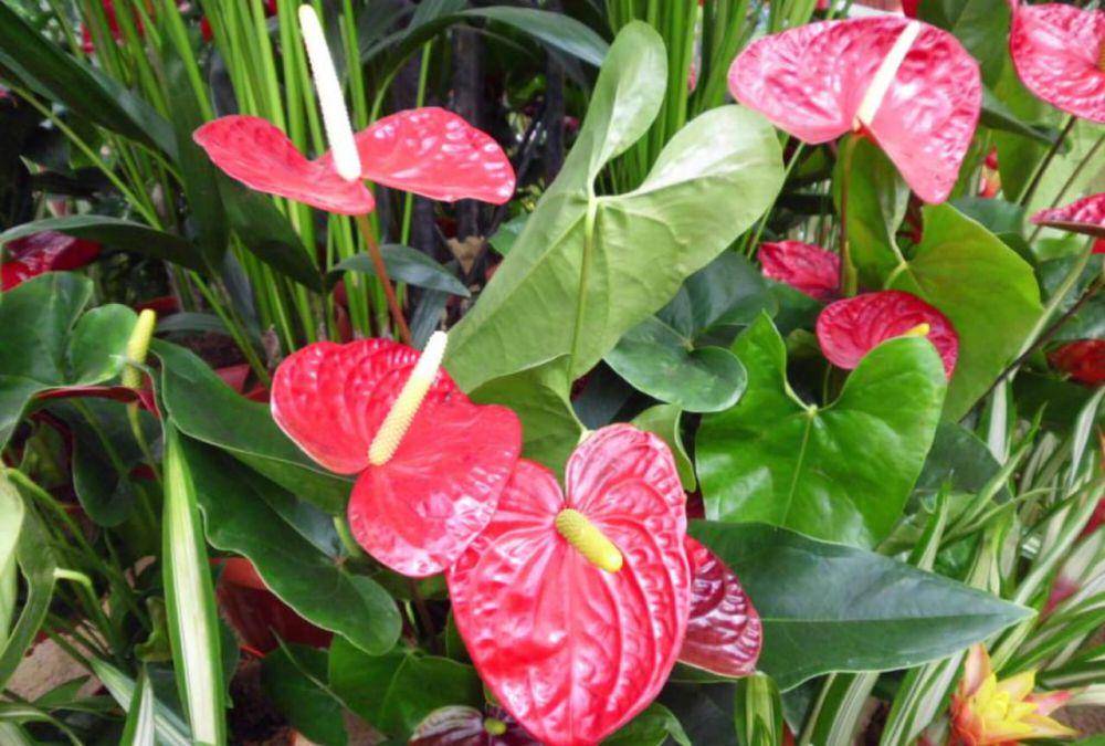 ilustrasi tanaman anthurium (commons.wikimedia/Hatem Mushir)