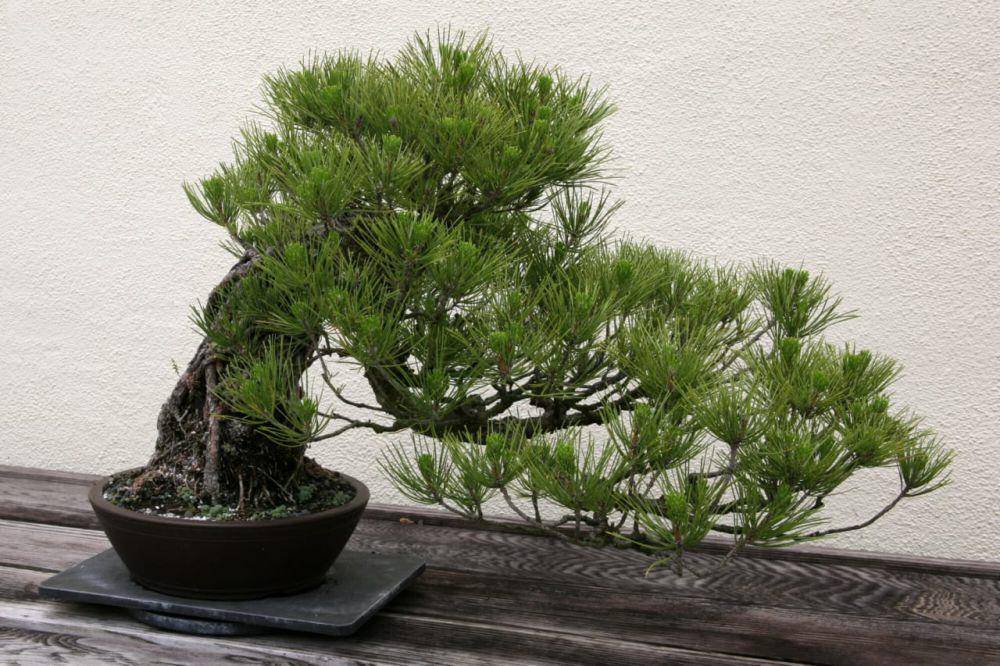 ilustrasi tanaman pinus thunbergi (commons.wikimedia/Arlington)