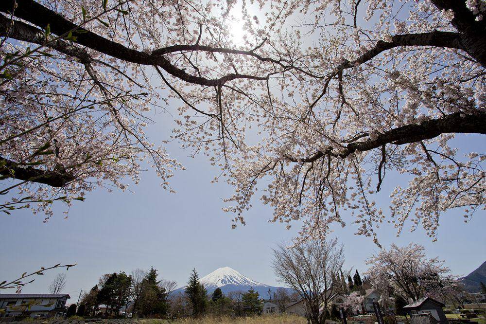 Yagizaki Park (kawaguchiko.net)