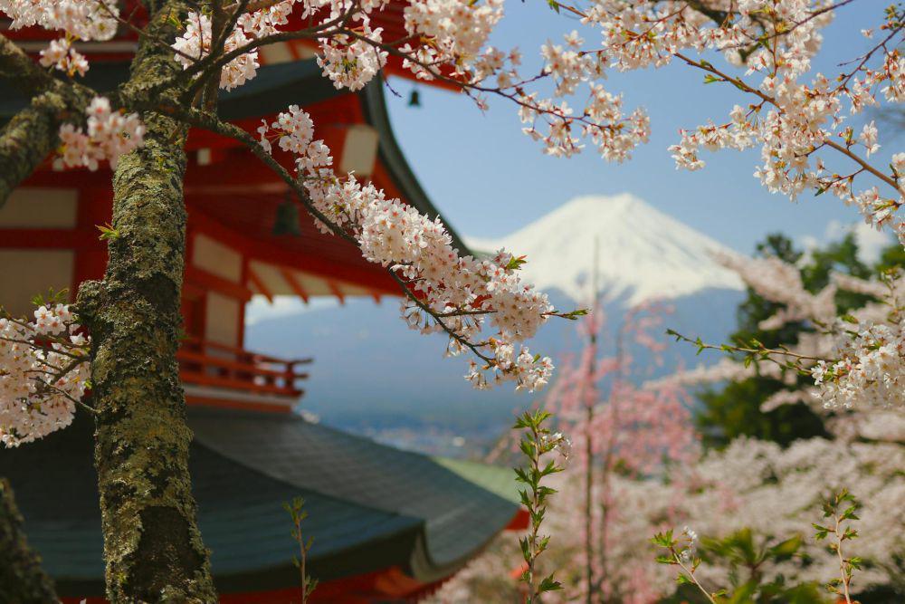 5 Spot Sakura Terindah di Kawaguchiko dengan Latar Gunung Fuji