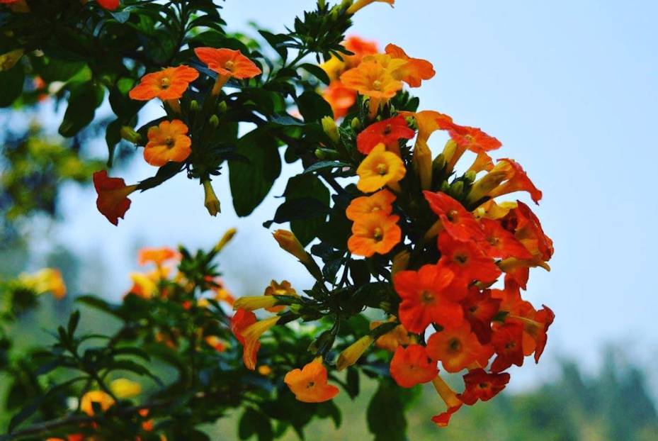 ilustrasi lipstick plant (pexels.com/Arun Kumar)
