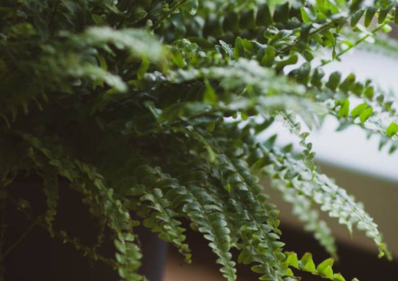 ilustrasi boston fern (pexels.com/Daria Ponomareva)