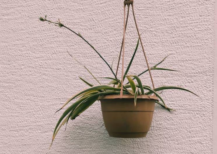 ilustrasi spider plant (pexels.com/Melike Baran)