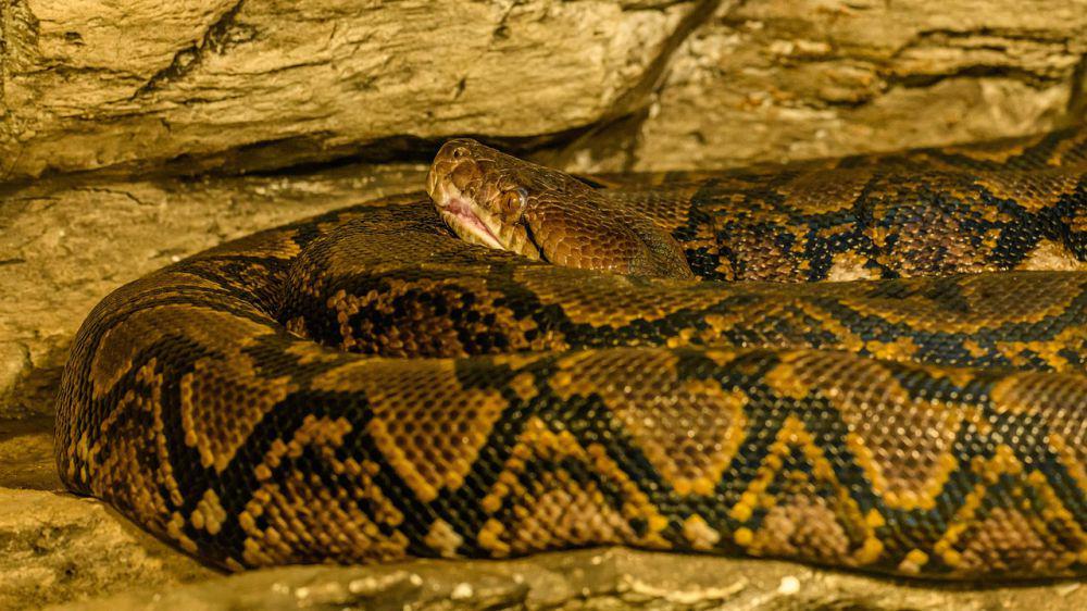 5 Spesies Reptil Indonesia yang Terancam karena Deforestasi
