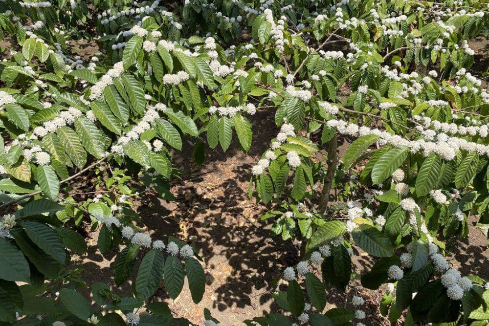 Kebun Kopi Desa Banyuanyar (google.com)