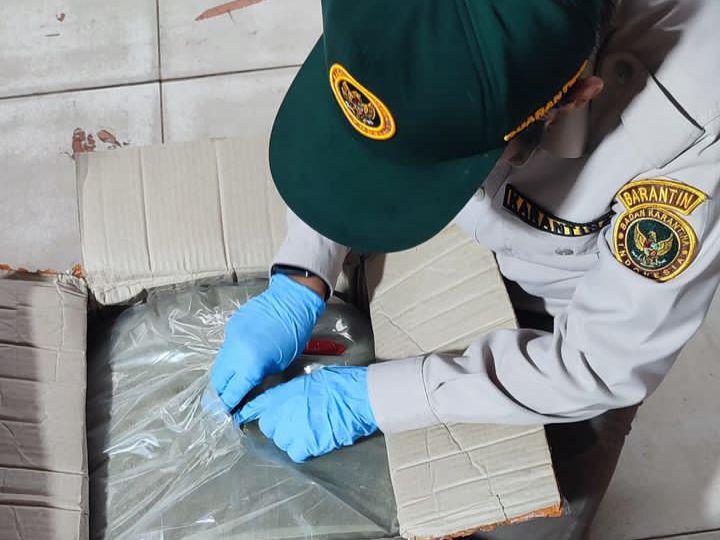 Barantin Pastikan Ekpor Kratom ke India Penuhi Persyaratan