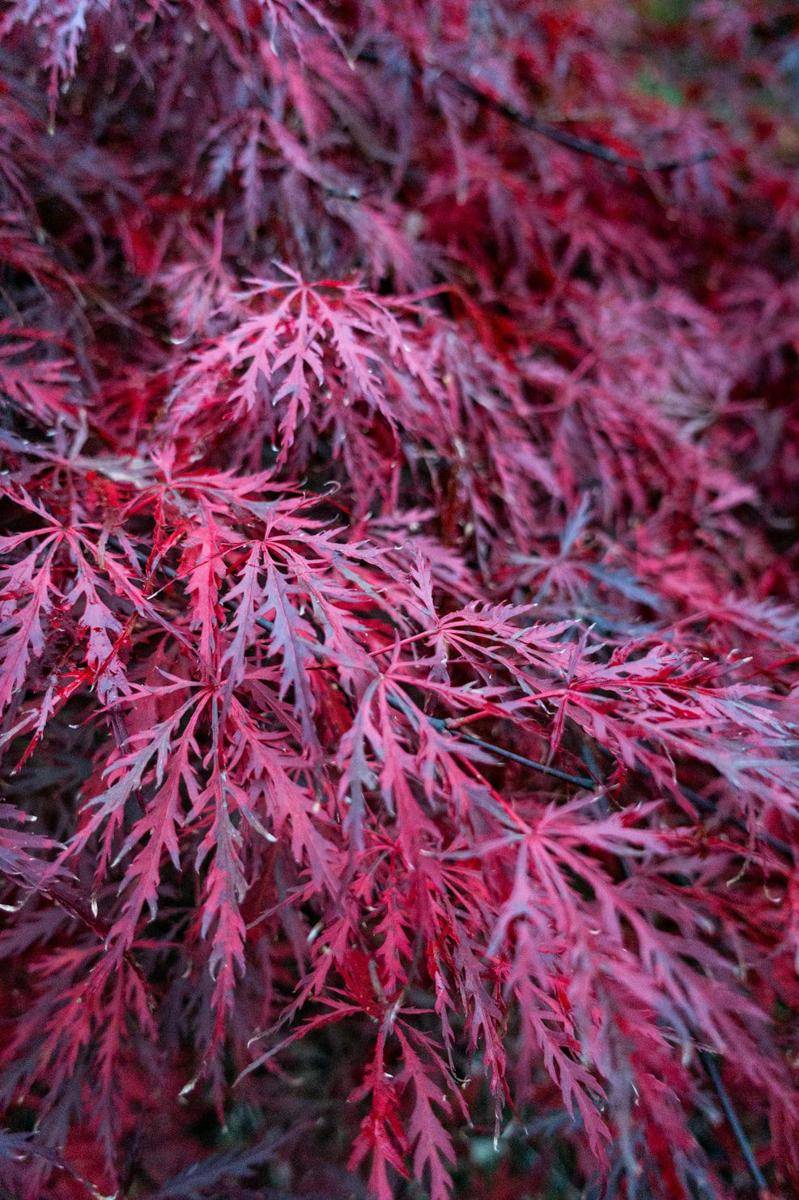 maple Jepang (unsplash.com/Martin Kleppe)