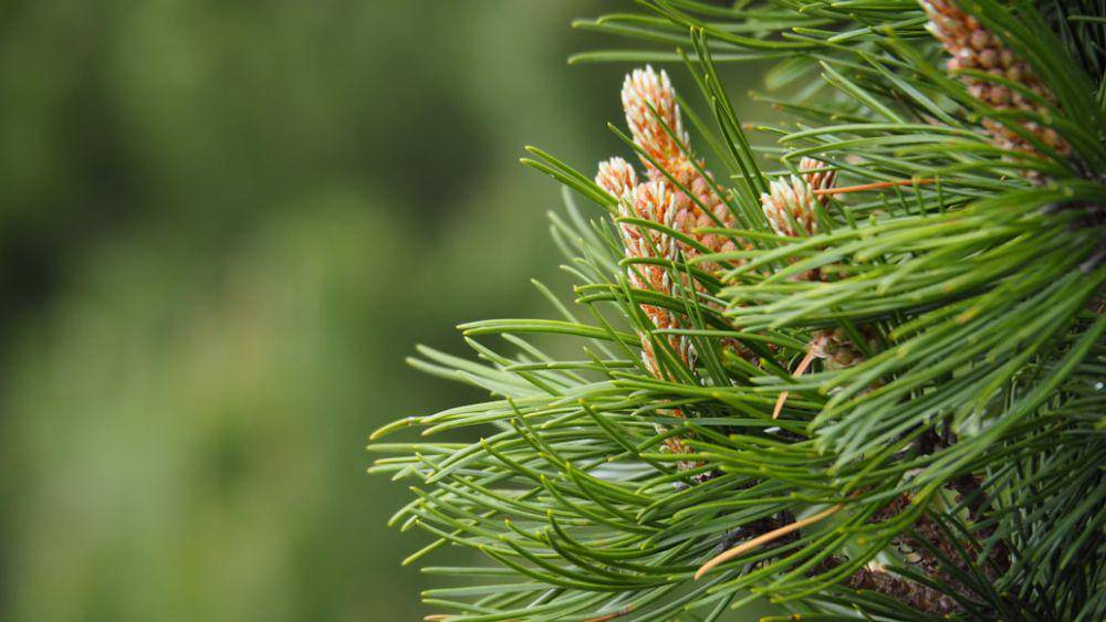 pinus kerdil (unsplash.com/Hynek Janáč)