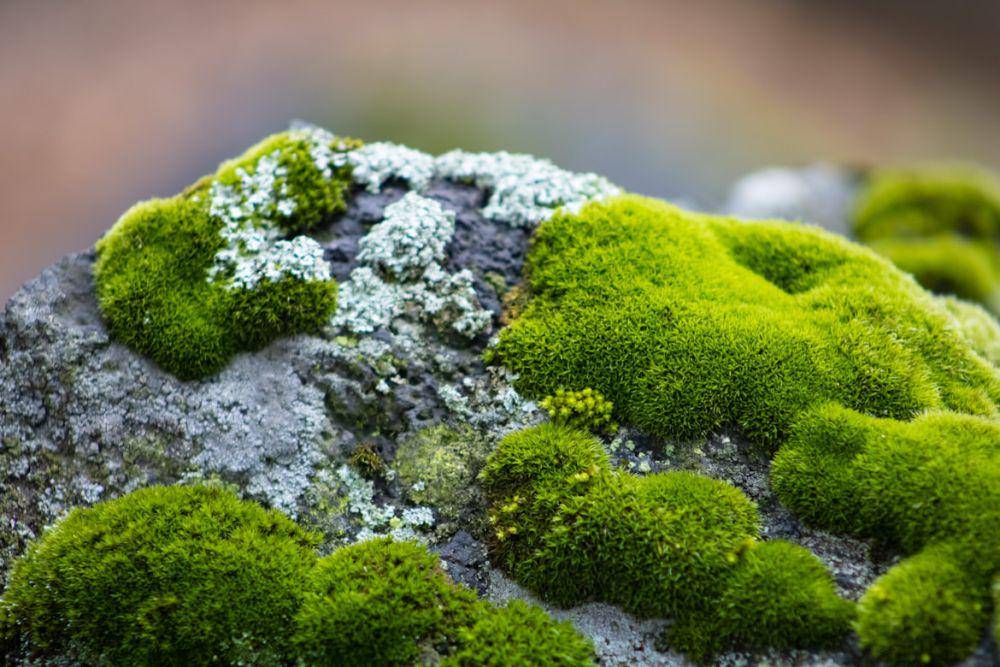 moss (unsplash.com/Aldo Hernandez)