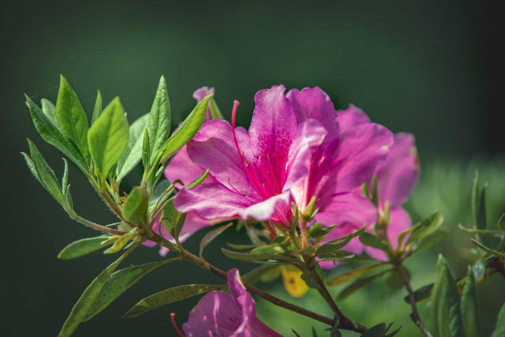 azalea (unsplash.com/Marco Pistolozzi)