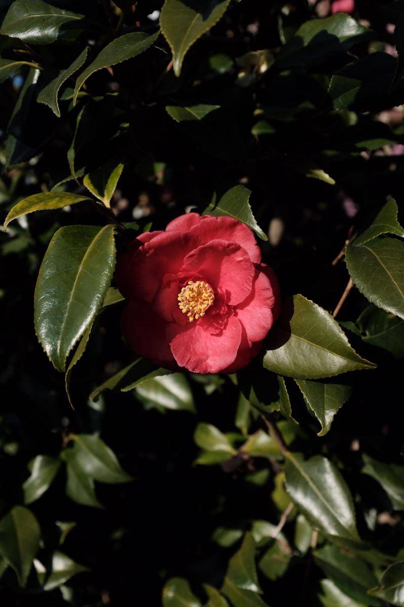 camellia (unsplash.com/Mak)