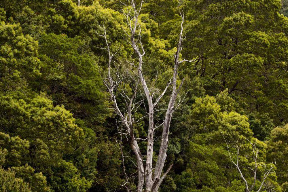 Huon Pine Colony (discovertasmania.com)