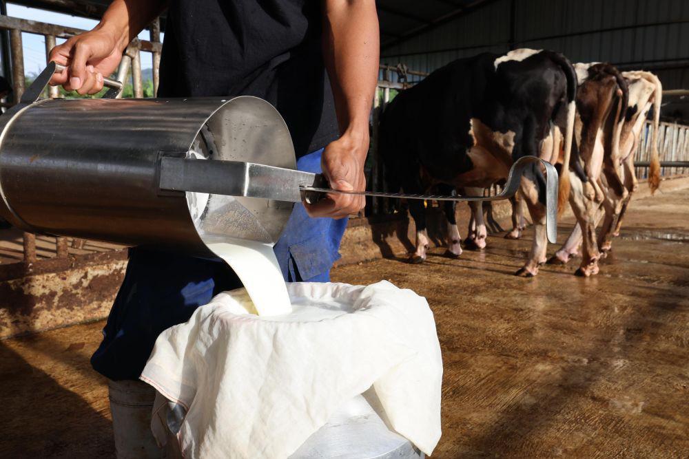 Begini Cerita Peternak Susu yang Terlibat Makan Bergizi Gratis