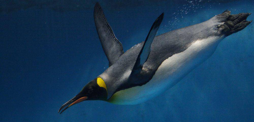 Penguin yang sedang berenang (hakaimagazine.com)