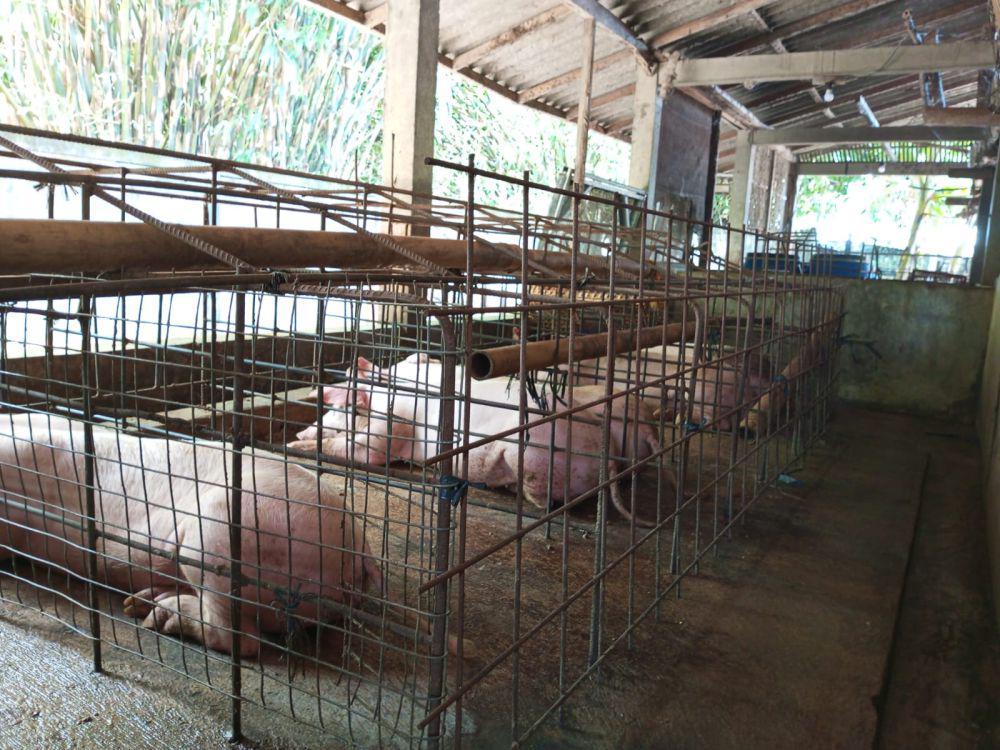 Warga Blokade Jalan ke Peternakan Babi di Bantul, Ini Respons Pemilik