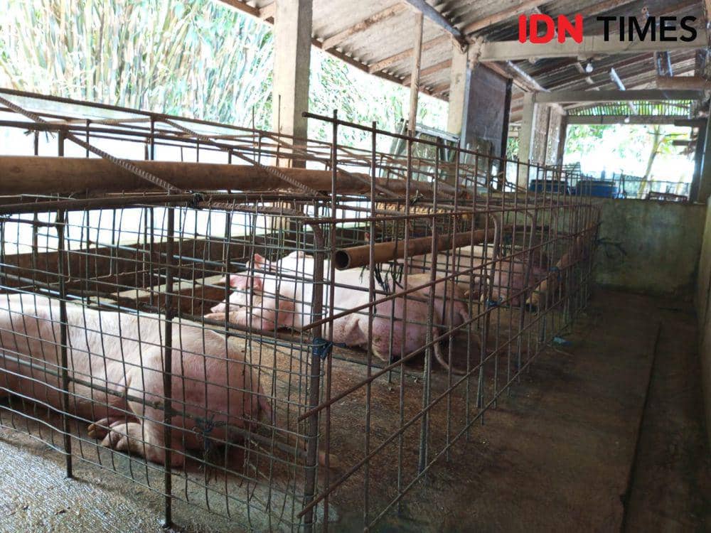 Indukan babi yang sedang bunting yang belum laku terjual di kandang babi.(IDN Times/Daruwaskita)