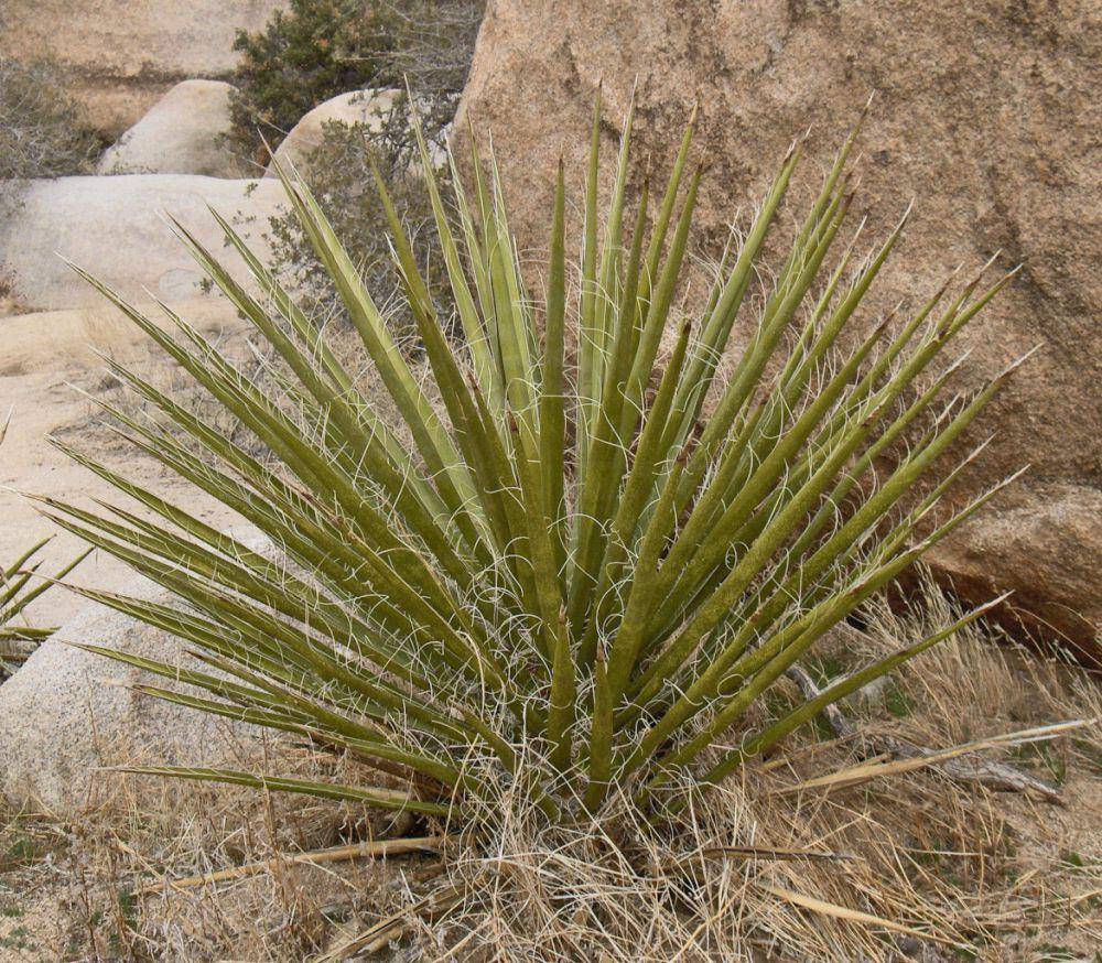Mojave Yucca (commons.wikimedia.org/Homer Edward Price)