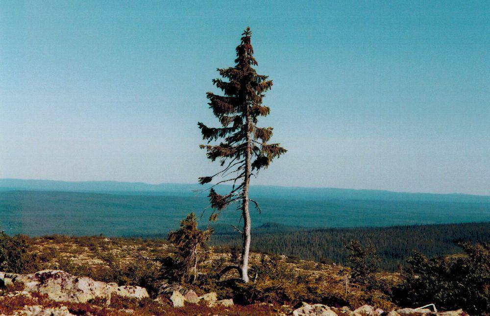 Old Tjikko (commons.wikimedia.org/Karl Brodowsky)