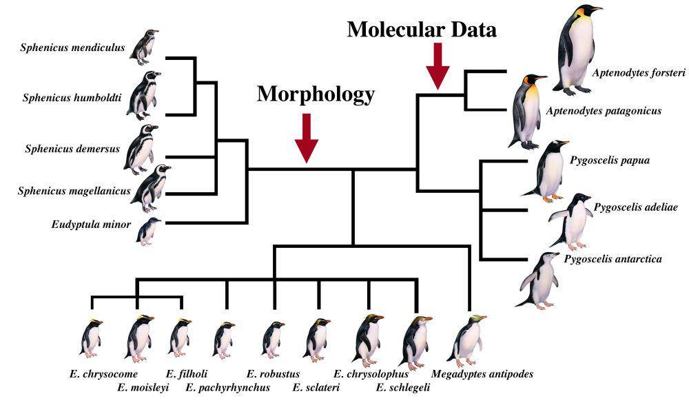 Evolusi penguin (fossilpenguins.wordpress.com)