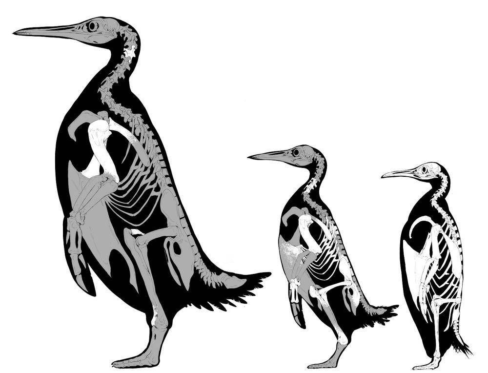 Struktur tulang penguin (christs.cam.ac.uk)