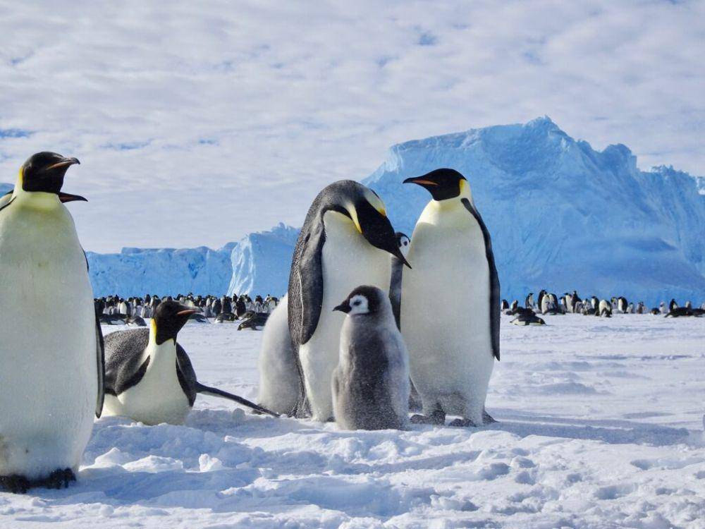 Sekelompok penguin (aappartnership.org)