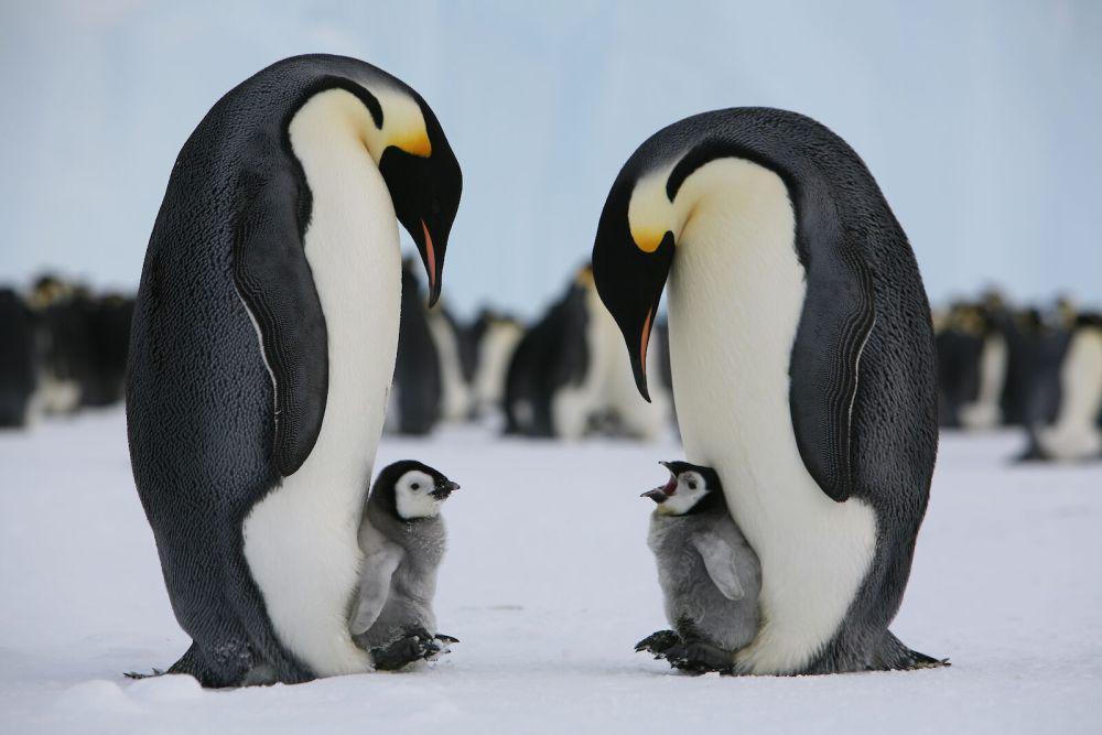 Kenapa Penguin Tidak Terbang? Ini 5 Alasannya