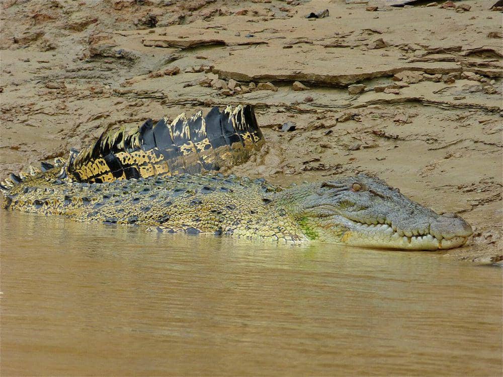 Diseret ke Dalam Sungai, IRT Muda di Riau Tewas Diterkam Buaya