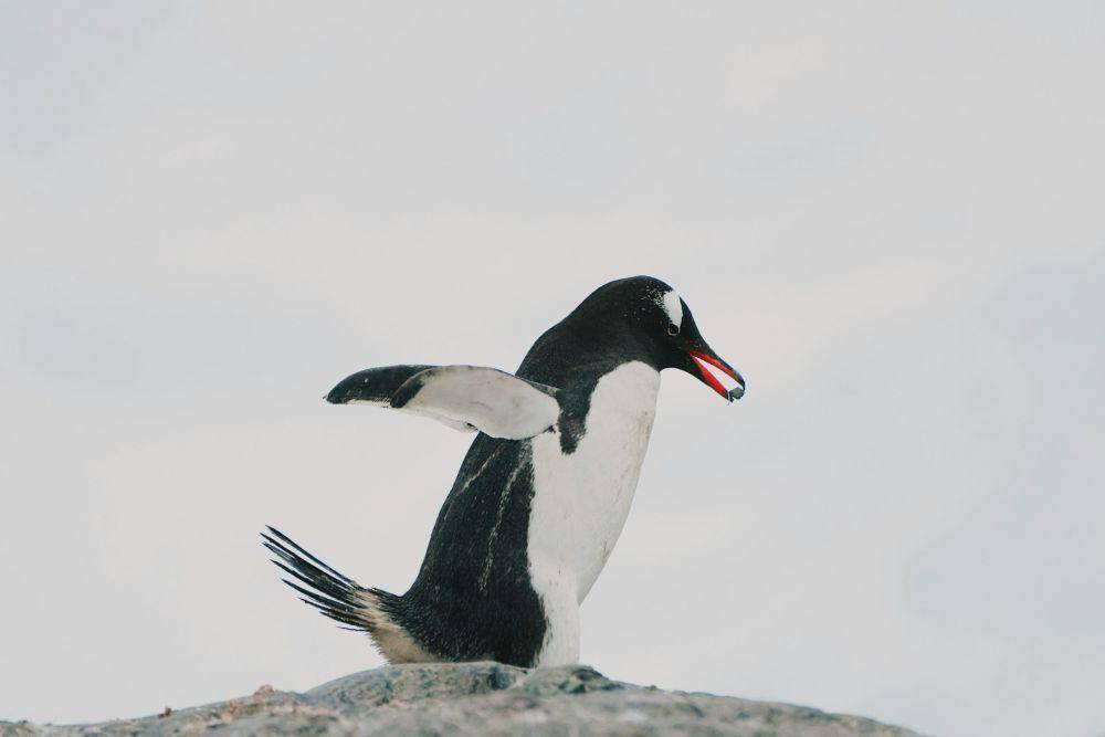 Sayap penguin (unsplash.com/TC Photography)