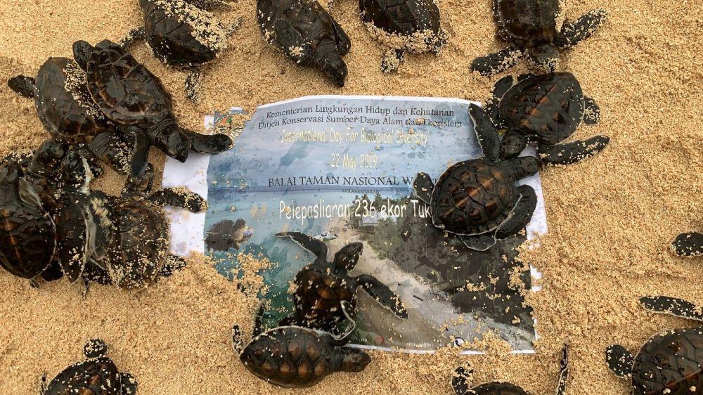 Momen Langka! 98 Tukik Menetas di Pantai SPN Balikpapan