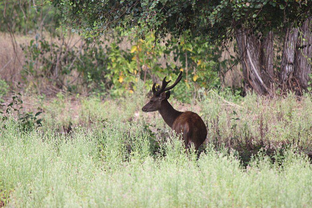 Rusa timor di Pulau Komodo (commons.wikimedia.org/Uhooep)