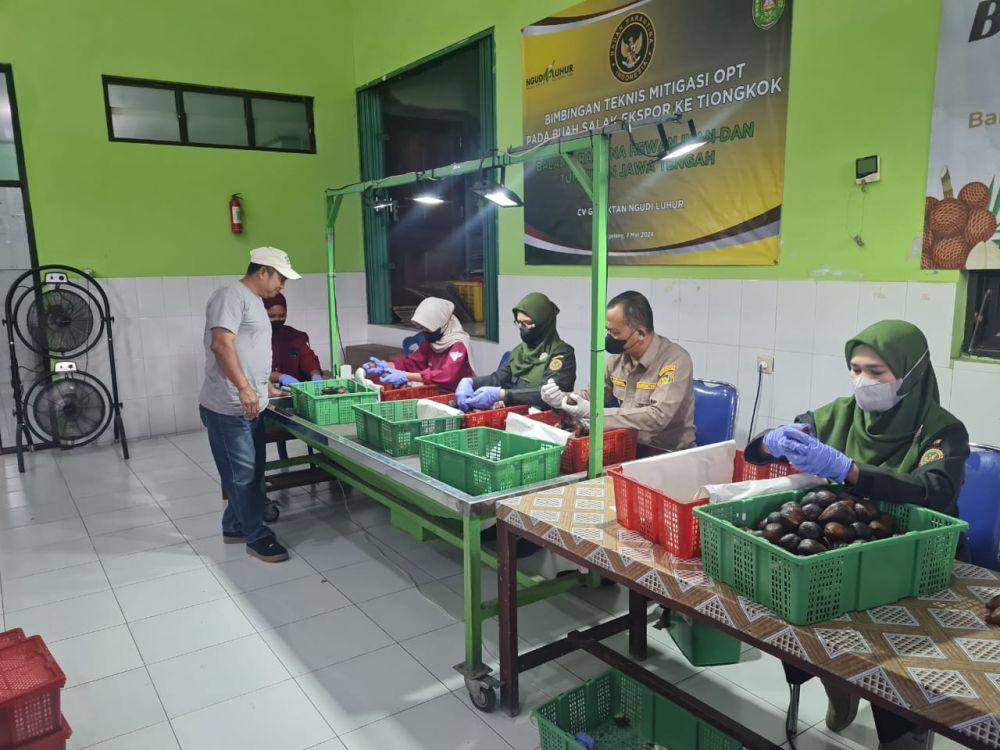 Satu persatu salak hasil panen petani Jawa Tengah diperiksa sebelum diekspor ke Tiongkok. (IDN Times/Dok Humas Barantin Jateng)