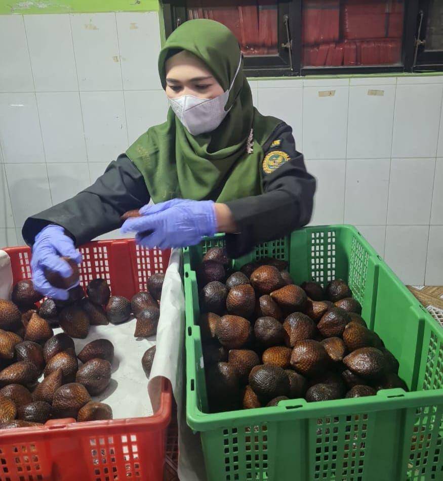 Petugas karantina tumbuhan dari Barantin Jateng memeriksa dengan seksama kondisi salak yang akan diekspor ke Tiongkok. (IDN Times/Dok Humas Barantin Jateng)