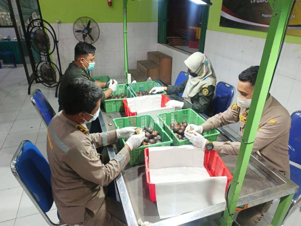 Salak satu proses pemeriksaan salak dilakukan di bawah cahaya lampu untuk memastikan tidak ada pencemaran lalat buah. (IDN Times/Dok Humas Barantin Jateng)